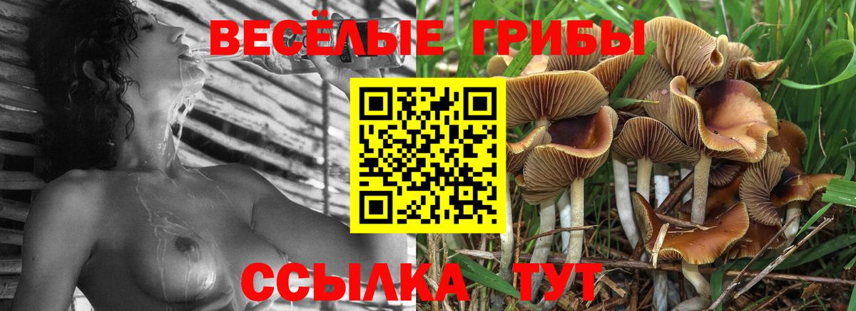Владимир  сколько стоит  Вход с VPN  Псилоцибиновые грибы мицелий 
